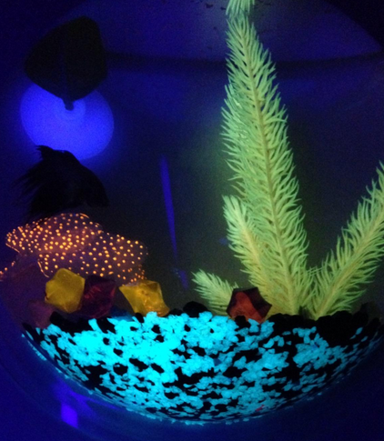 Fish Bubbles wall acrylic fish tank review