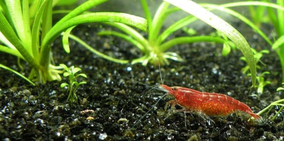 How To Raise PH In Shrimp Tank Without Killing Them