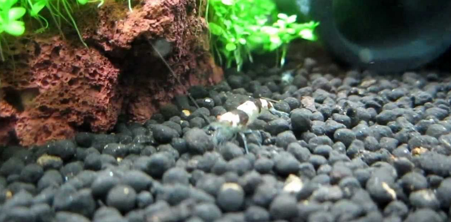 Best Substrate For Shrimp Tank